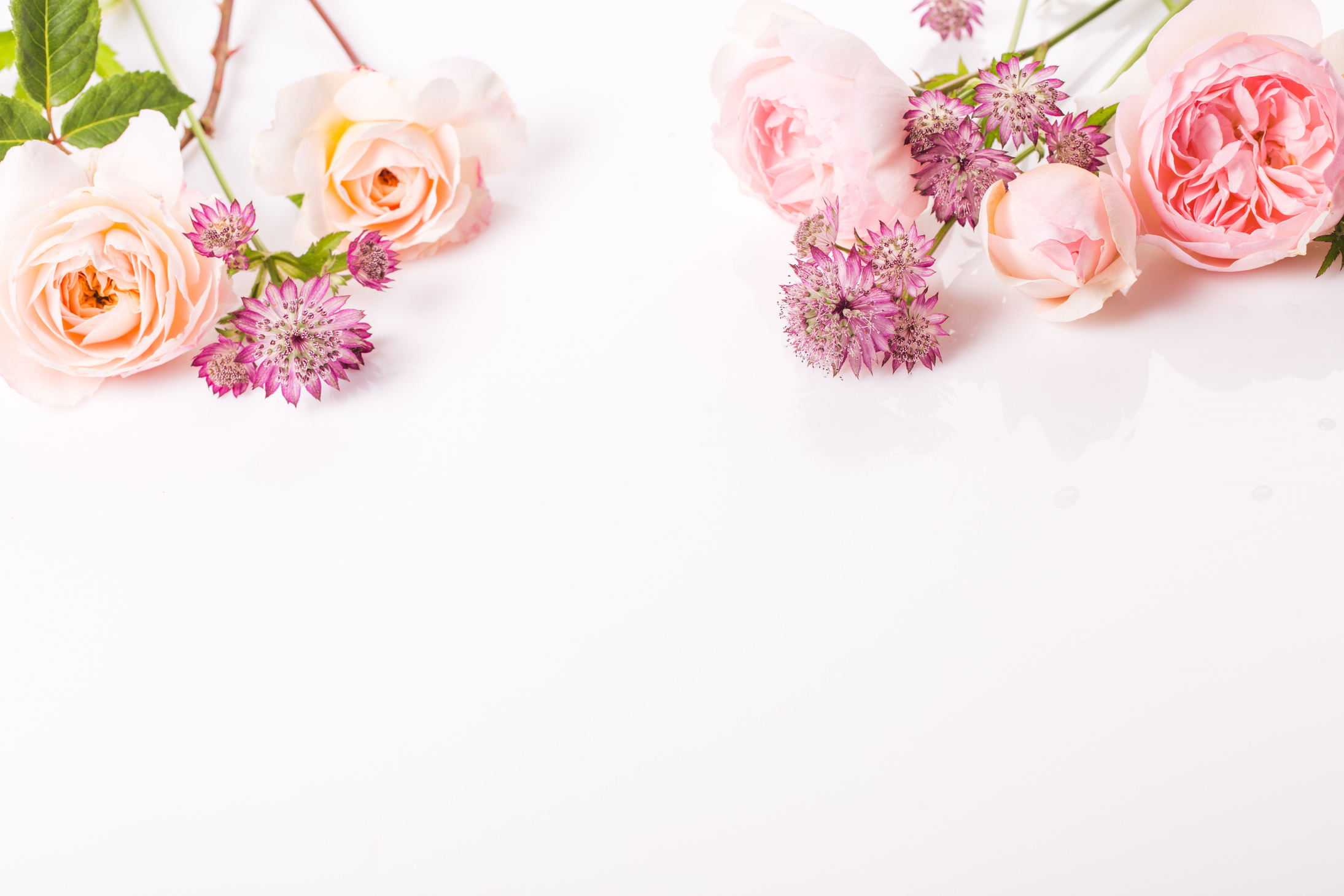 Festive Pink Flower Rose Frame on the White Background.