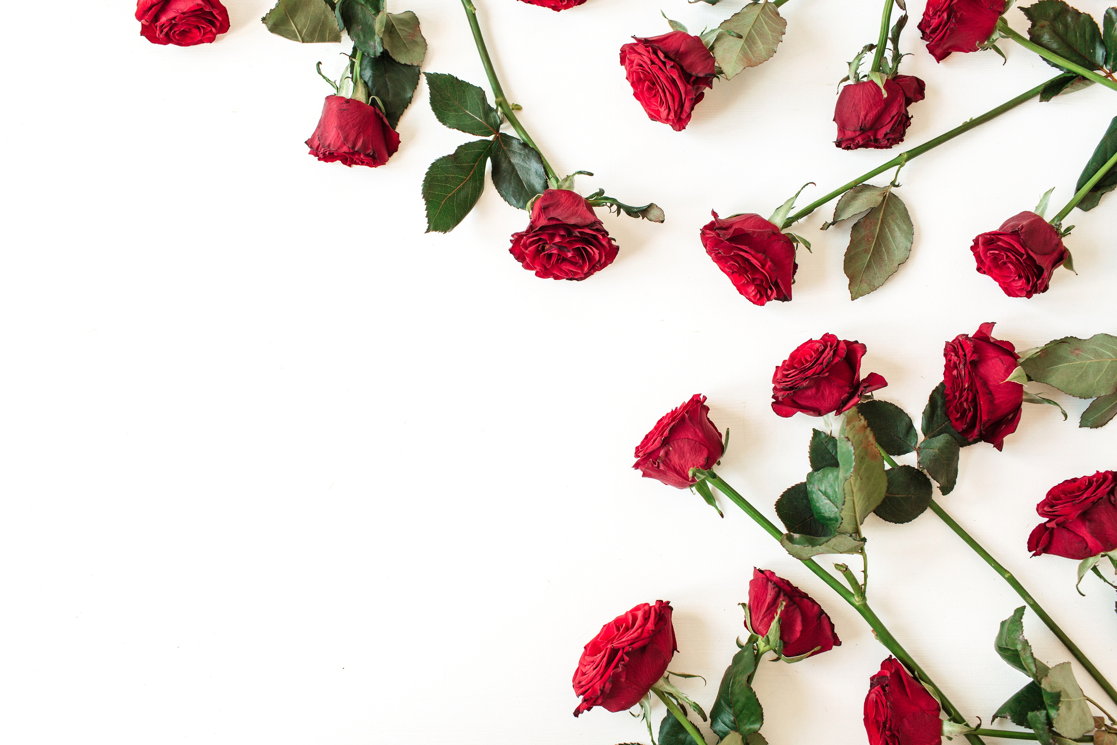 Long Stemmed Red Roses on White Background